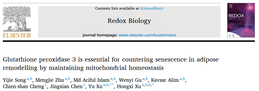beat365首席教授徐宏喜团队研究揭示谷胱甘肽过氧化物酶3参与脂肪组织重塑过程的作用机制