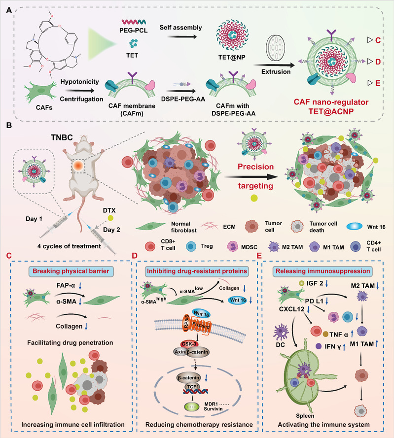中药学院胡凯莉团队设计精准靶向癌症相关成纤维细胞的纳米调节器增强三阴性乳腺癌化疗免疫疗法